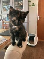 3 Kittens (POESJES) gereserveerd, Dieren en Toebehoren, Katten en Kittens | Overige Katten, Poes, 0 tot 2 jaar