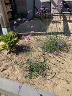 Verbena bonariensis 80 tot 110 cm hoog, Tuin en Terras, Planten | Tuinplanten, Ophalen of Verzenden, Eenjarig, Groenteplanten