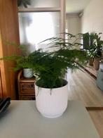 Asparagus in witte Elho pot, Ophalen, In pot, Halfschaduw, Minder dan 100 cm
