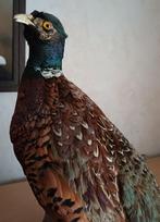 Mooie opgezette fazant., Ophalen of Verzenden, Zo goed als nieuw, Vogel, Opgezet dier