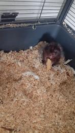 Hamster, Dieren en Toebehoren, Ophalen of Verzenden, Loopwiel of Rad