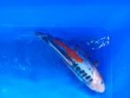 Te koop prachtige Shusui koi 32 cm, Karper of Koi