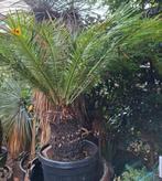 Grote Cycas Revoluta palm, Ophalen, Volle zon, Palmboom
