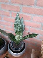 schoonmoederstaal, Ophalen, Halfschaduw, Minder dan 100 cm