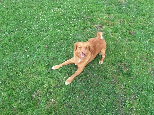 nova scotia duck tolling retriever, Dieren en Toebehoren, Honden | Retrievers, Spaniëls en Waterhonden, Reu, Overige rassen, Particulier