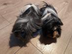 Twee Peruvian cavia's met hok 140cm en toebehoren, Dieren en Toebehoren, Mannelijk, Cavia, Na 1 juli 2024