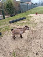 Prachtig jong dwerg bokje bok met maanvlekken maanvlek, Dieren en Toebehoren, Schapen, Geiten en Varkens, Mannelijk, Geit, 0 tot 2 jaar