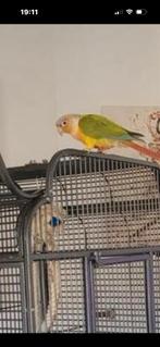 Purrhura pineapple man tam, Dieren en Toebehoren, Mannelijk, Parkiet, Tam