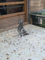 Miski takla, Dieren en Toebehoren, Meerdere dieren
