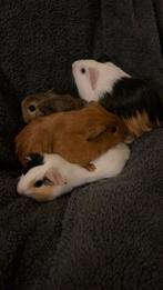 Baby cavia, Dieren en Toebehoren, Knaagdieren, November, Meerdere dieren, Cavia