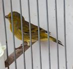 Bastaard sijs x kanarie, Dieren en Toebehoren, Mannelijk, Wildzangvogel