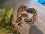 Gonyosoma Boulengeri, Dieren en Toebehoren, Reptielen en Amfibieën, Hagedis, 0 tot 2 jaar