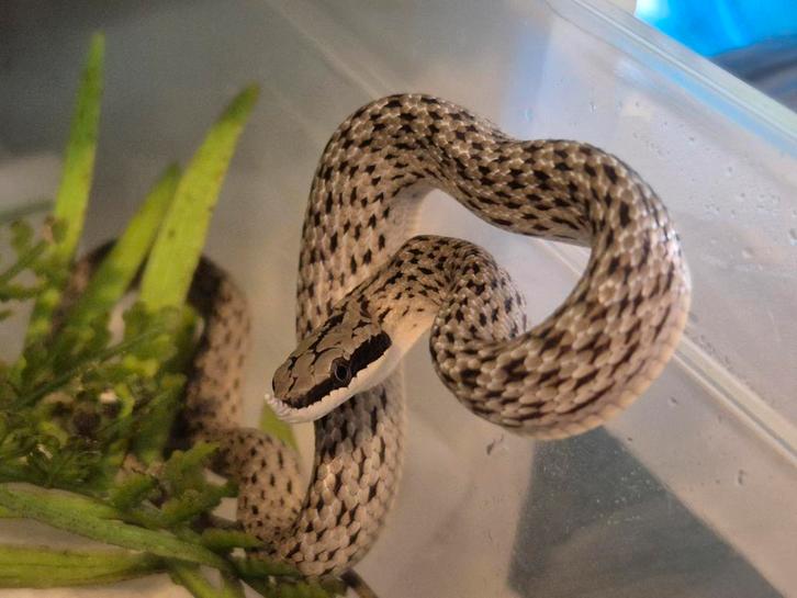 Gonyosoma Boulengeri, Dieren en Toebehoren, Reptielen en Amfibieën, Hagedis, 0 tot 2 jaar