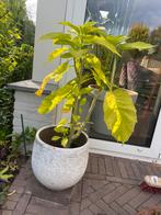 Engelen trompet met pot Brugmansia, Ophalen, Overige soorten, Minder dan 100 cm