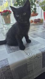 Speelse kittens – Russian Blue x cyperskat, Dieren en Toebehoren, Geslacht onbekend, Kortharig, 0 tot 2 jaar