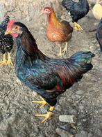 Barnevelder kriel haantje, Dieren en Toebehoren, Pluimvee, Mannelijk, Kip