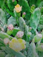Cactus winter hard, Volle zon, Vaste plant, Zomer, Ophalen