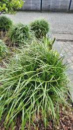 Carex stekken, Halfschaduw, Siergrassen, Ophalen