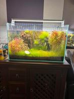 Superfisch aquarium, Dieren en Toebehoren, Ophalen, Zo goed als nieuw, Gevuld zoetwateraquarium