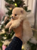 Prachtige pomeranian pups, Keeshond, CDV (hondenziekte), 8 tot 15 weken, Meerdere