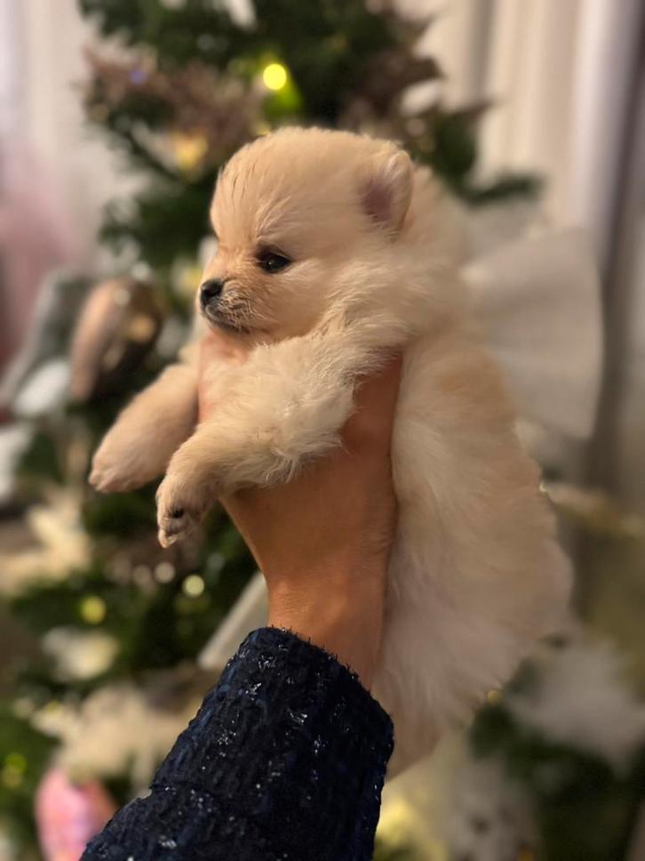 Prachtige pomeranian pups, Dieren en Toebehoren, Honden | Poolhonden, Keeshonden en Oertypen, Meerdere dieren, Keeshond, Fokker | Hobbymatig