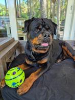 Mooie, Sociale, Robuuste Rottweiler Dekreu, België, Particulier, Rabiës (hondsdolheid), Reu