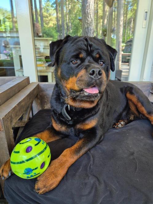 Mooie, Sociale, Robuuste Rottweiler Dekreu, Dieren en Toebehoren, Honden | Dekreuen, Reu, Particulier, Eén hond, België, 3 tot 5 jaar