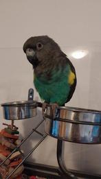 Meyer papegaai pop, Dieren en Toebehoren, Vogels | Parkieten en Papegaaien, Vrouwelijk, Papegaai, Geringd