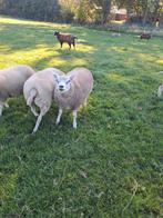 Dekram, Mannelijk, Schaap, 0 tot 2 jaar