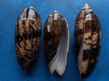 Schelpen: Oliva tremulina tenebrosa Lam. gem 59-75mm beschikbaar voor biedingen
