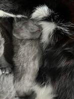 Eleven met spoed op zoek naar een nieuwe eigenaar!!, Dieren en Toebehoren, Katten en Kittens | Raskatten | Korthaar, Ontwormd