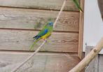 Turquoisine man koudkweek, Dieren en Toebehoren, Vogels | Parkieten en Papegaaien, Mannelijk, Parkiet