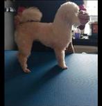 Toypoedel teef, Dieren en Toebehoren, Overige rassen, CDV (hondenziekte), Teef, Eén hond