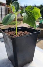 Komkommer, tomaat, paprika, courgette - biologische moestuin, Tuin en Terras, Planten | Tuinplanten, Ophalen, Groenteplanten, Eenjarig