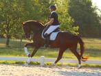 Verschillende fokmerries uit waardevolle merrielijnen!, Merrie, Dressuurpaard, Gechipt, 7 tot 10 jaar
