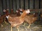 Legkippen te koop, Dieren en Toebehoren, Pluimvee, Vrouwelijk, Kip