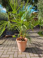 Palmbomen winterhard,  diverse maten, Tuin en Terras, Planten | Bomen, Volle zon, Ophalen of Verzenden, 100 tot 250 cm, Zomer