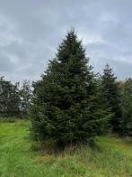 kerstbomen te koop, Tuin en Terras, Ophalen of Verzenden, Volledige schaduw, Overige soorten
