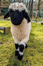 Lief en schattig ram lam zoekt nieuwe.stal, Dieren en Toebehoren, Schapen, Geiten en Varkens, Schaap, Mannelijk, 0 tot 2 jaar