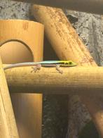 3x Phelsuma Klemmeri jongen, Dieren en Toebehoren, Reptielen en Amfibieën, 0 tot 2 jaar