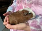 Jonge cavia’s, Dieren en Toebehoren, Knaagdieren, Cavia, Meerdere dieren, Tam, September