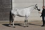 7 jarige allrounder, Dieren en Toebehoren, Paarden, Merrie, Z, Gechipt, 7 tot 10 jaar