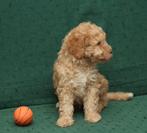 Lagoto Lagota Romagnolo pups, Overige rassen, CDV (hondenziekte), 8 tot 15 weken, Meerdere