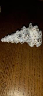 Cerithium nodulosum schelp, Ophalen of Verzenden