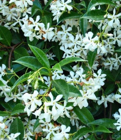 Toscaanse Jasmijn tot ca. 150 cm, Tuin en Terras, Planten | Tuinplanten, Vaste plant, Klimplanten, Volle zon, Zomer, Ophalen of Verzenden