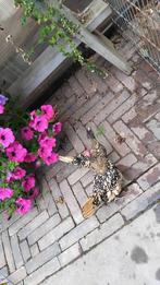 Koppel sebright citroen kleur, Dieren en Toebehoren, Pluimvee, Meerdere dieren, Kip