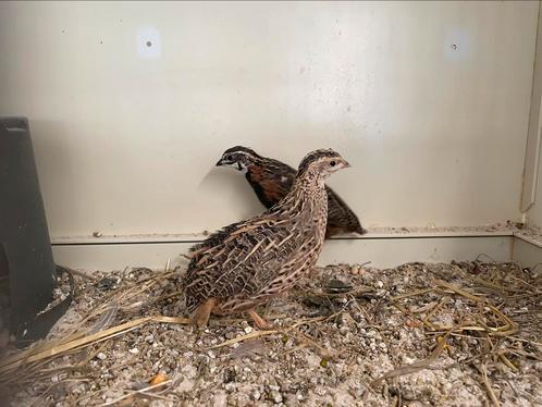 Harlekijnkwartels, Dieren en Toebehoren, Pluimvee, Kip, Meerdere dieren