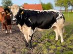 Dikbil koe en stierkalf, Meerdere dieren