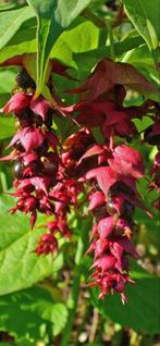 Te koop struikjes Fazantenbes Leycesteria voedselbos vogels, Zomer, Overige soorten, Ophalen, Volle zon