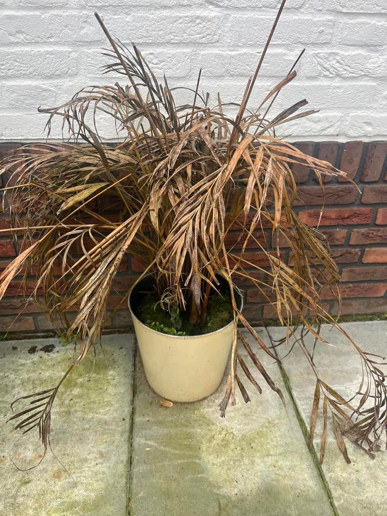 Palm - droog & dood, Ophalen, Palm, Halfschaduw, In pot